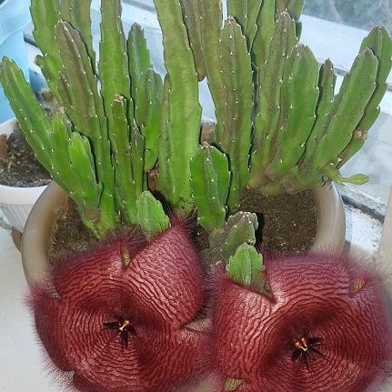 Продам комнатные цветы разные.