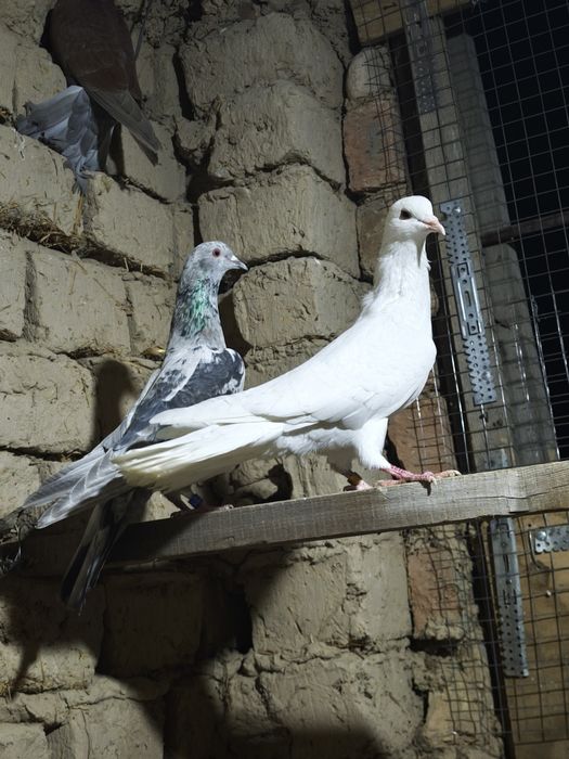 Шеракахвосты Белый Голуб