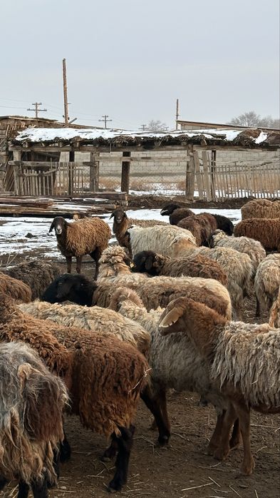 Саулық қойлар.