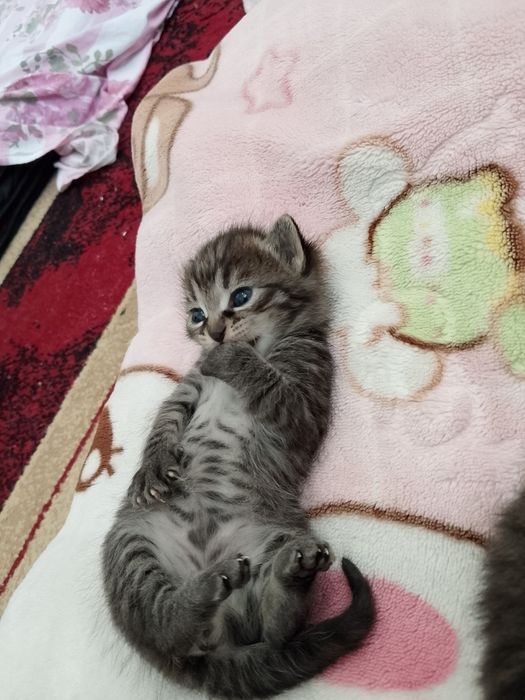 Отдам дарим милых котят в заботливых рукам
