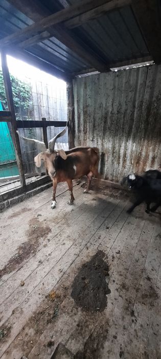 Продам козу с двумя козлятами.