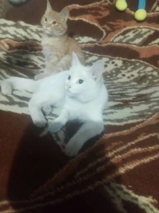 Отдам котят мальчик и девочка можно по одному