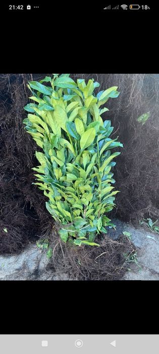 Vând laur englezesc 90-100 cm. 15 lei bucata