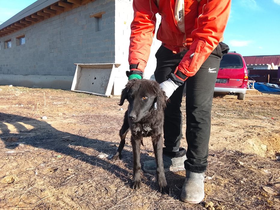 Тазы күшік  сатылады