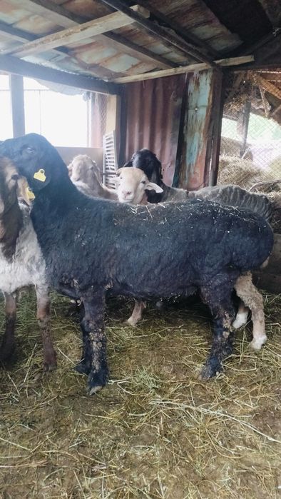 Гиссар кошкарлар сатылады семиз