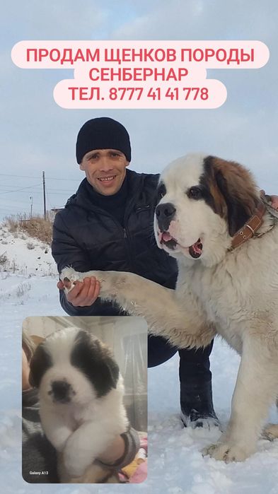 Щенки породы Сенбернар