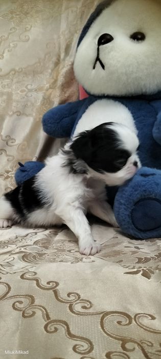 Щенки японского хина