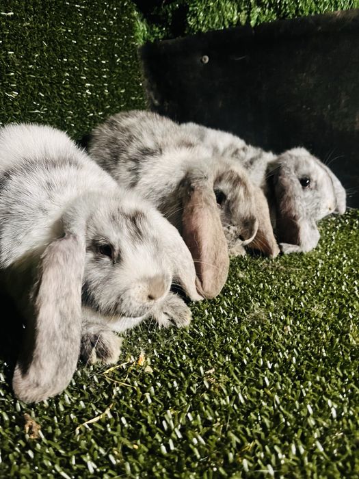 Tineret rhon disponibil