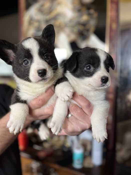 Щенки вельш корги кардиган