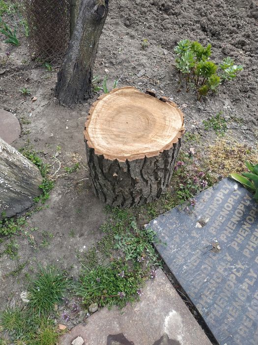 Орехови трупи 2.5 м