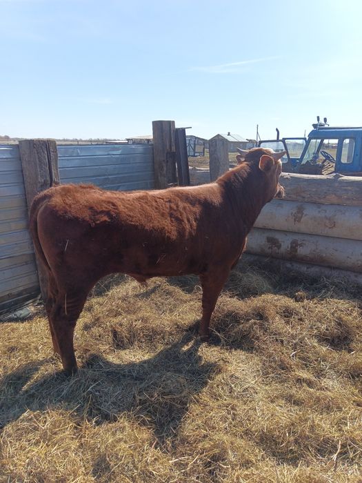 Продам бычков 5 голов