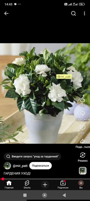 Гардения , большой цветок