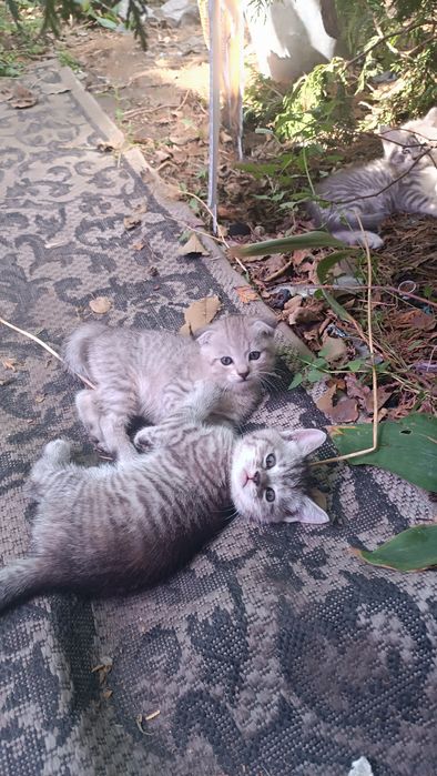 Отдам котят в хорошие руки