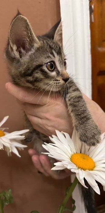 Отдам котят в добрые руки