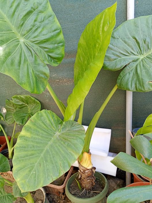 Plante ornamentale Urechea elefantului