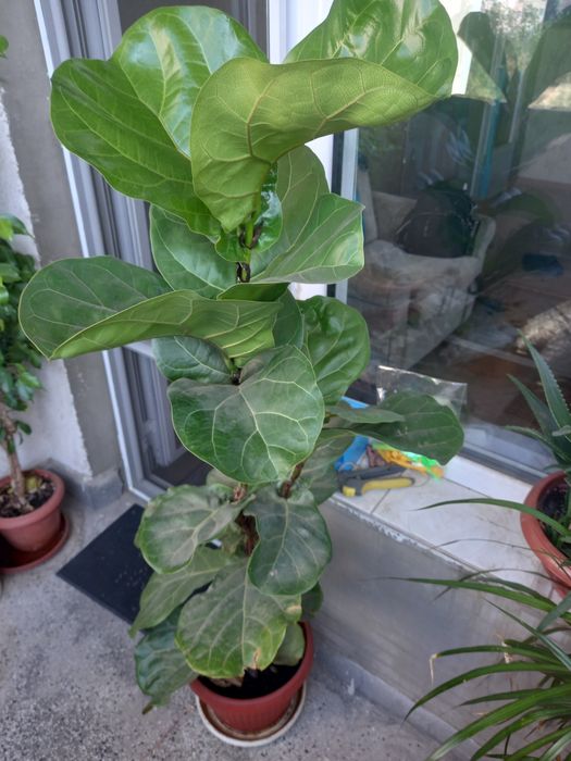 Многогодишен зелен храст. Euonymus japonicus, драцена, лирата,