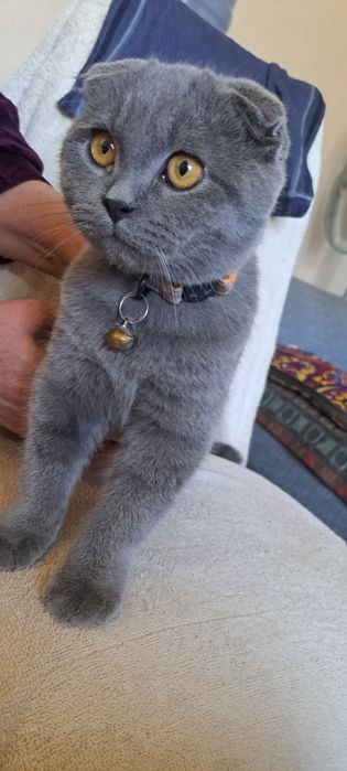 Кошка выслоухая шотландская