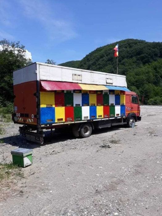 Camion apicol stupii