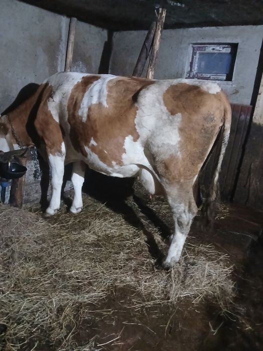 Vând 1 vaca din 2 bucăți la alegere 0745557326