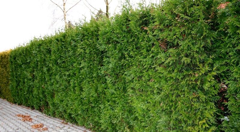 Арчалар яшил девор учун.