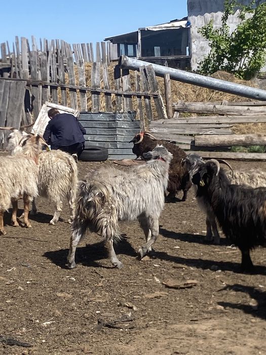 2 теке сатылады, два козла