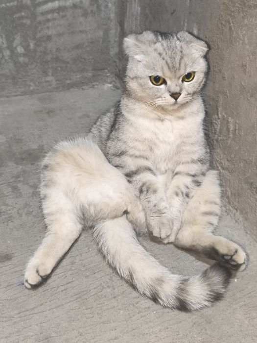 Mushuk scottish fold