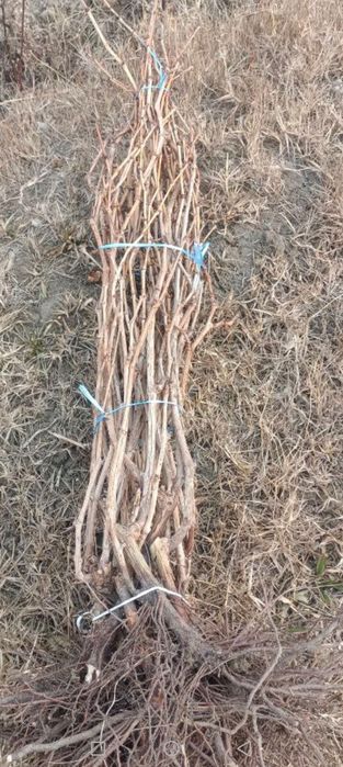 Мевали кучатлар бор