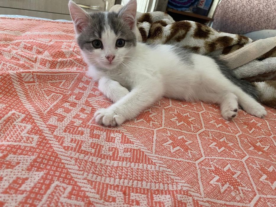 Отдам котенка в добрые руки