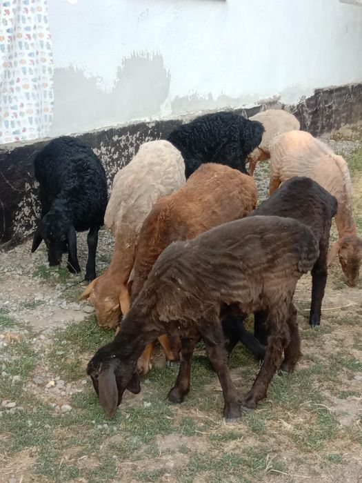 Коз сатылады срошна