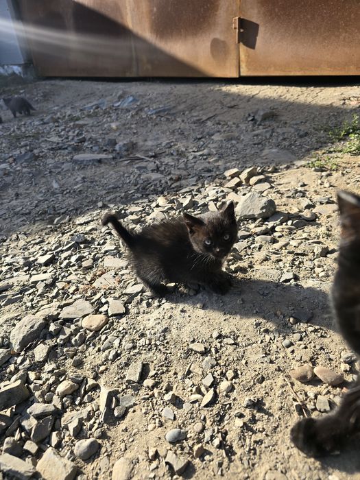 Отдам котят в хорошие руки