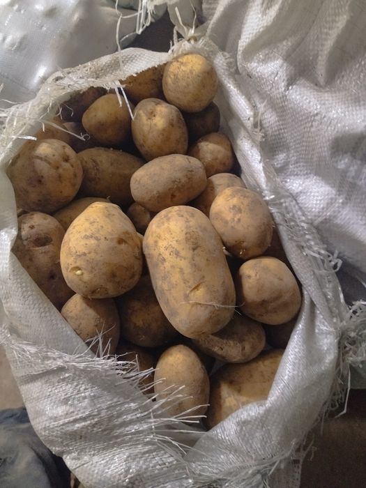 Картофель оптом.