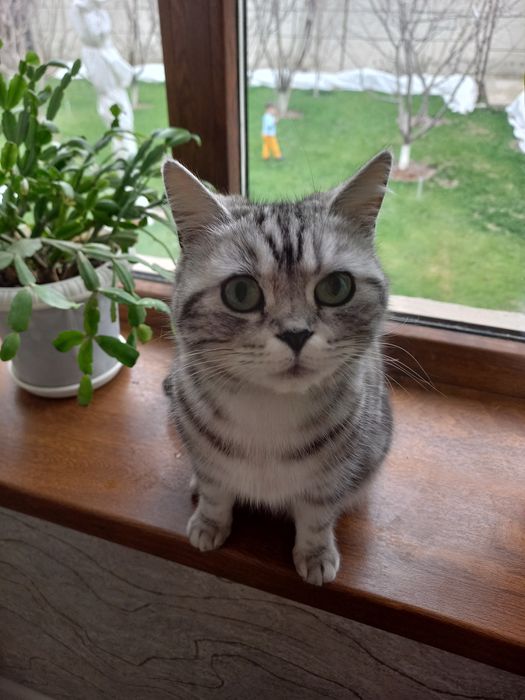 Продаётся британская кошечка