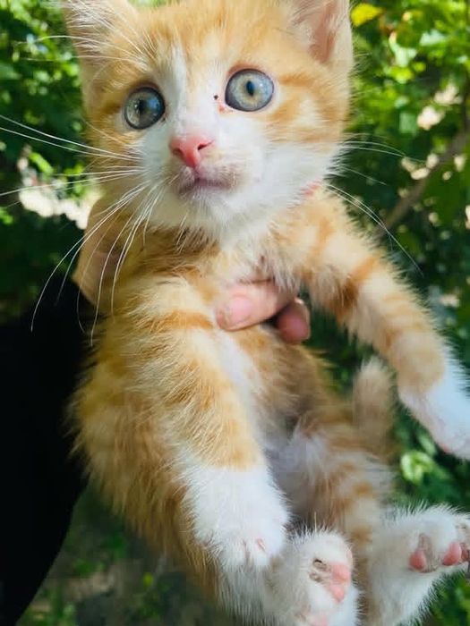 Котёнок в добрые руки