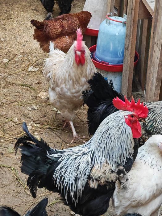 Cocoș 2025de vanzare