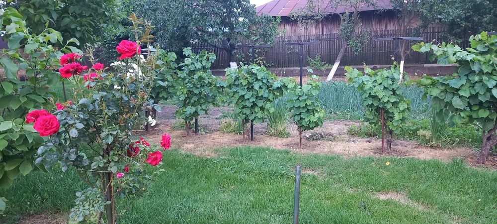 Vind casa si teren in Poenari-Giurgiu