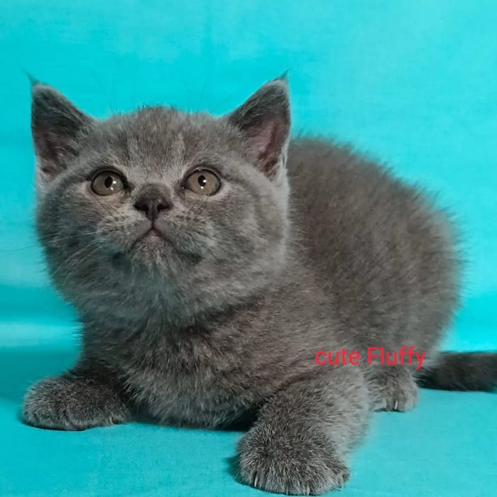 Котята Бриташки продам