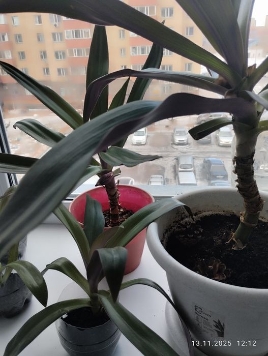 Пальмы вместе с горшками