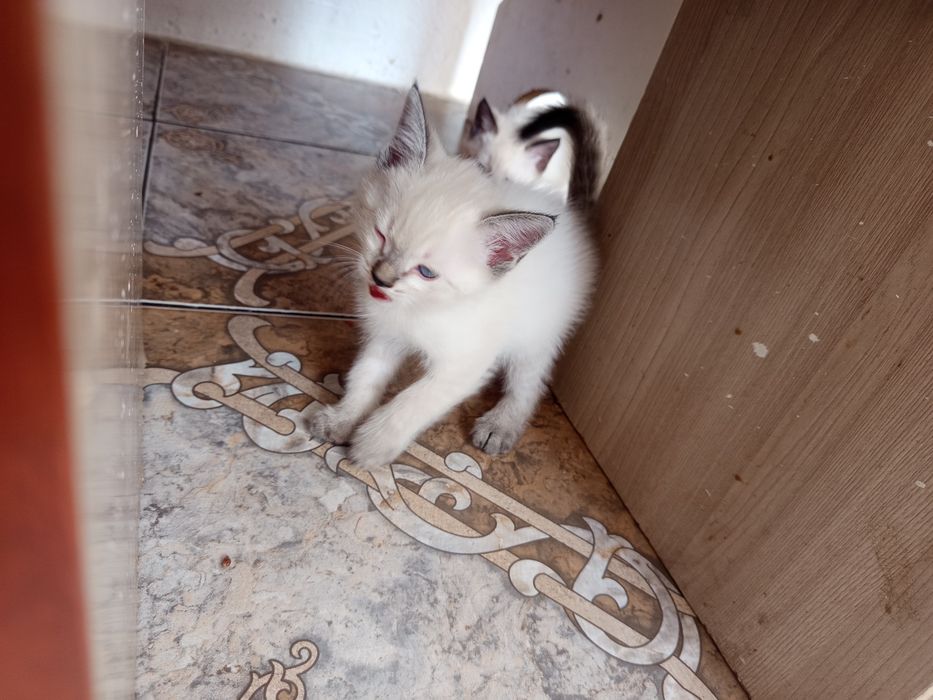 СРОЧНО отдаю двух котят