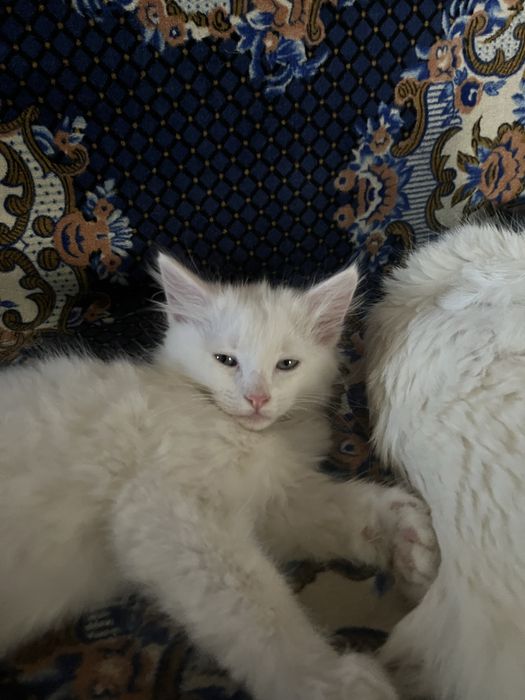 Продается котёнок мальчик 2 месяца.