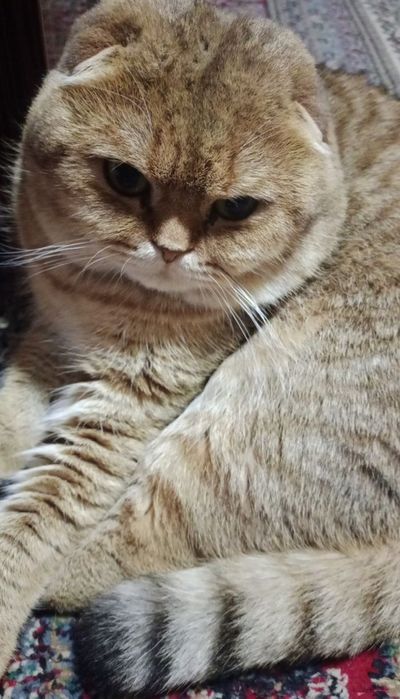 Британский веслух золотая шиншилла ўғил бола 2 ёш