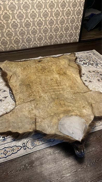 Ковер из натуральной шкуры медведя