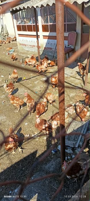 Găinușe fericite & ouă de vedetă – direct de la FamiEggs!