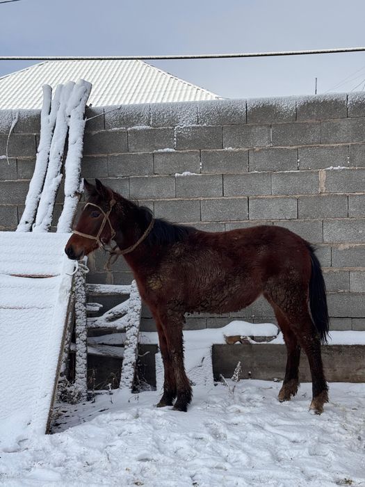 еркек тай сатылады