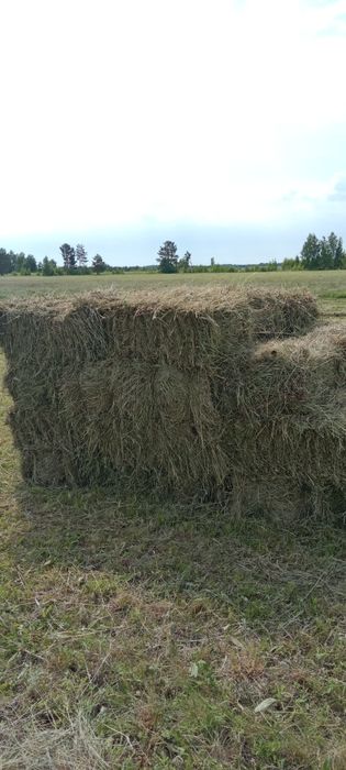 Продам сено, свежее лесное