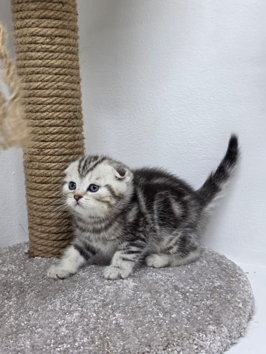 Кошечка шотландская