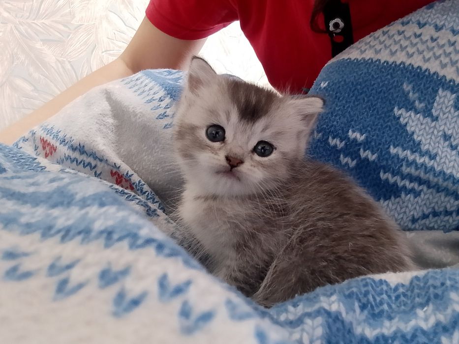 кошка вислоухая мальчик