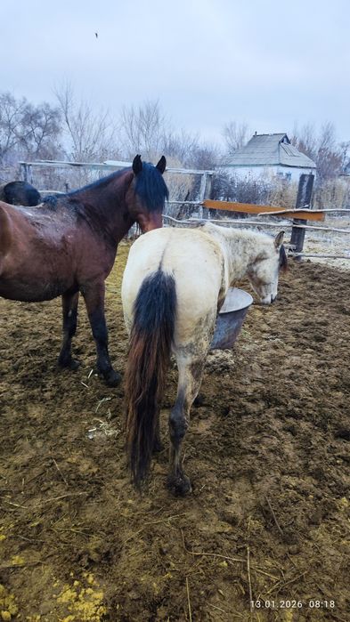 Айғыр сатам,продам жеребца