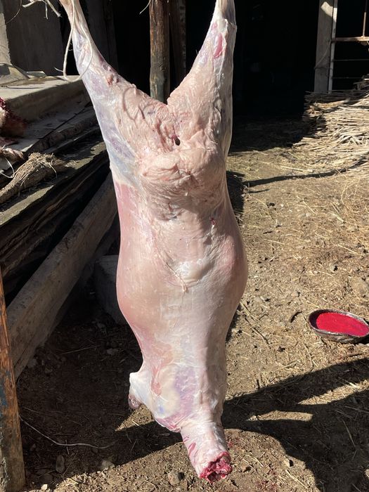 Бараны токтушки откорм