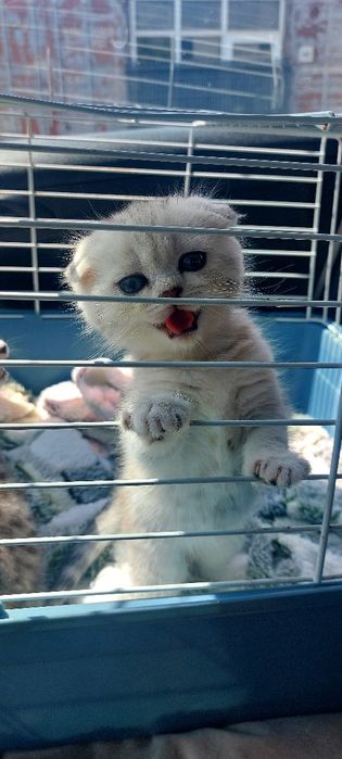 Продаю котят скоттиш фолд