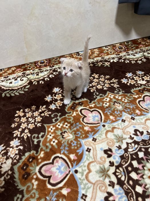 Shinshilla skotish fold